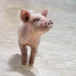 disadvantages of pig farming in Nigeria