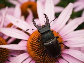 Stag Beetle Price in Nigeria