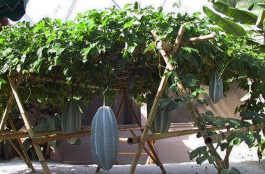 Ugu Farming in Nigeria
