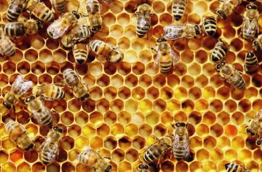 how to know original honey in nigeria
